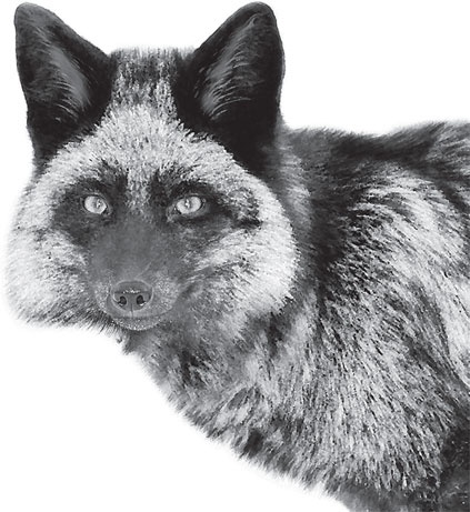 Иллюстрация к книге — В тайге (сборник). С вопросами и ответами для почемучек [_62.jpg]