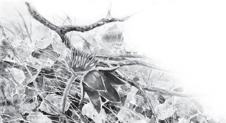 Иллюстрация к книге — В тайге (сборник). С вопросами и ответами для почемучек [_65.jpg]