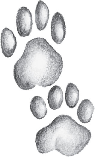 Иллюстрация к книге — В тайге (сборник). С вопросами и ответами для почемучек [_7.jpg]