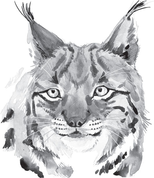 Иллюстрация к книге — В тайге (сборник). С вопросами и ответами для почемучек [_71.jpg]