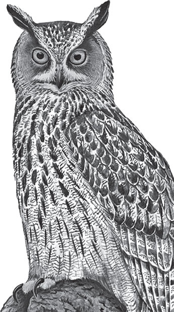 Иллюстрация к книге — В тайге (сборник). С вопросами и ответами для почемучек [_76.jpg]