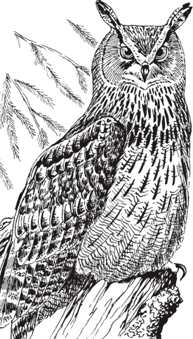 Иллюстрация к книге — В тайге (сборник). С вопросами и ответами для почемучек [_78.jpg]