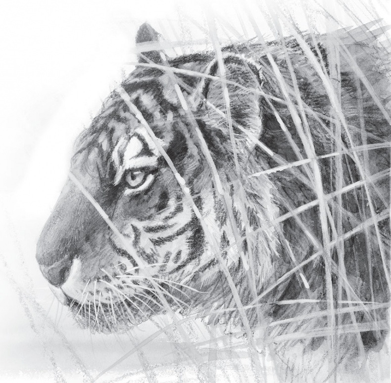 Иллюстрация к книге — В тайге (сборник). С вопросами и ответами для почемучек [_8.jpg]