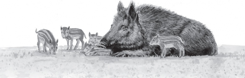 Иллюстрация к книге — В тайге (сборник). С вопросами и ответами для почемучек [_9.jpg]