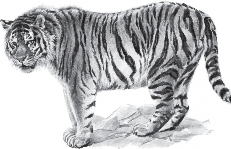 Иллюстрация к книге — В тайге (сборник). С вопросами и ответами для почемучек [_90.jpg]