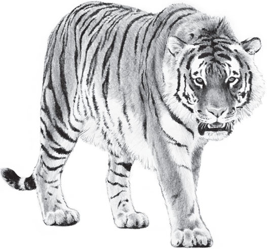 Иллюстрация к книге — В тайге (сборник). С вопросами и ответами для почемучек [_94.jpg]