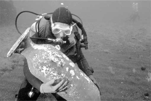 Иллюстрация к книге — Тайны мирового океана [i_008.jpg]