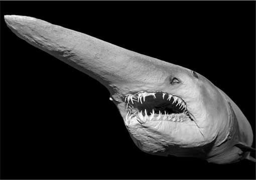 Иллюстрация к книге — Тайны мирового океана [i_010.jpg]