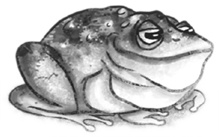 Иллюстрация к книге — Остановите Айви Покет! [i_069.jpg]