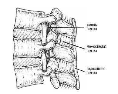 Иллюстрация к книге — Настольная книга для тех, у кого болит спина [i_015.jpg]