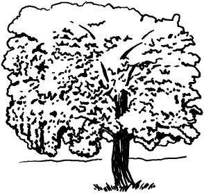 Иллюстрация к книге — Любое желание за 30 минут. Карта желаний. Быстрое исполнение желаний «золотыми» методами практического фэн-шуй [_43.jpg]