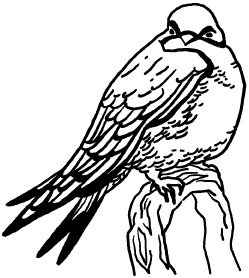 Иллюстрация к книге — Любое желание за 30 минут. Карта желаний. Быстрое исполнение желаний «золотыми» методами практического фэн-шуй [_45.jpg]