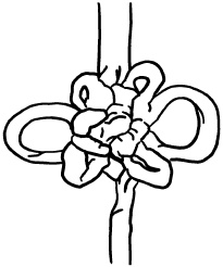 Иллюстрация к книге — Любое желание за 30 минут. Карта желаний. Быстрое исполнение желаний «золотыми» методами практического фэн-шуй [_62.jpg]