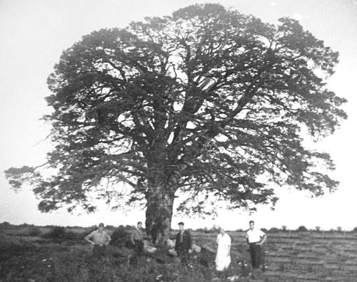 Иллюстрация к книге — Петербургские окрестности. Быт и нравы начала ХХ века [_113.jpg]