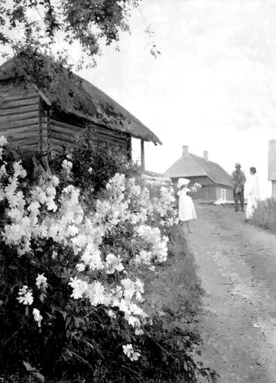 Иллюстрация к книге — Петербургские окрестности. Быт и нравы начала ХХ века [_144.jpg]