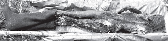 Иллюстрация к книге — Вокруг Петербурга. Заметки наблюдателя [i_108.jpg]