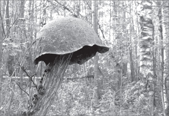 Иллюстрация к книге — Вокруг Петербурга. Заметки наблюдателя [i_142.jpg]