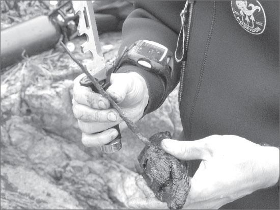 Иллюстрация к книге — Вокруг Петербурга. Заметки наблюдателя [i_191.jpg]