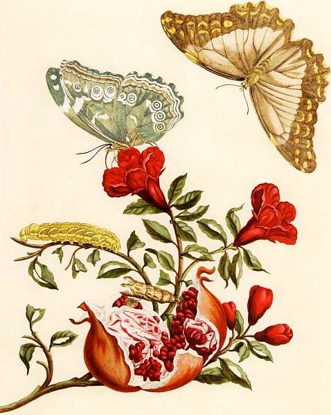 Иллюстрация к книге — Государственный Дарвиновский музей Москва [i_013.jpg]