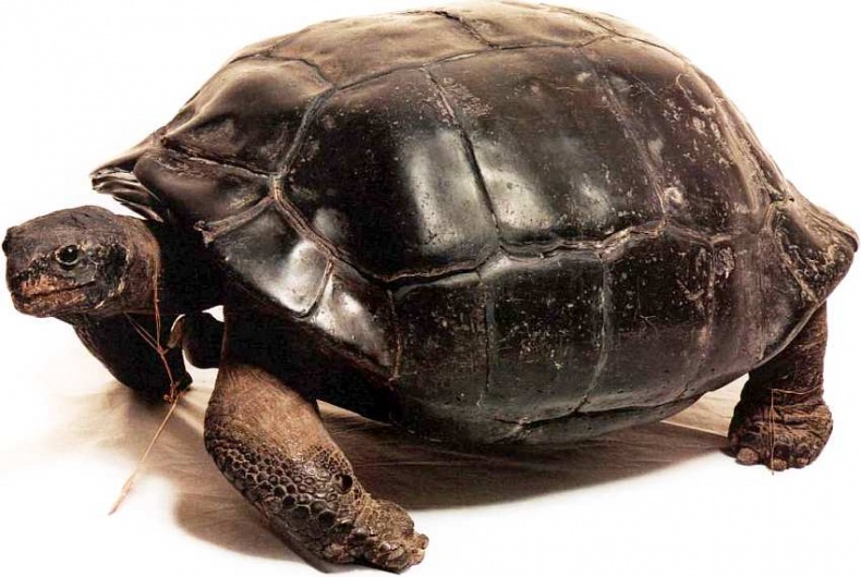 Иллюстрация к книге — Государственный Дарвиновский музей Москва [i_019.jpg]