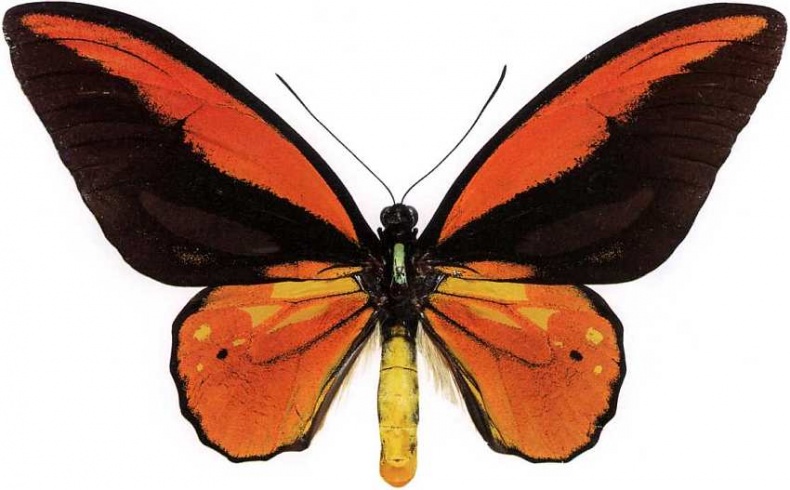 Иллюстрация к книге — Государственный Дарвиновский музей Москва [i_021.jpg]