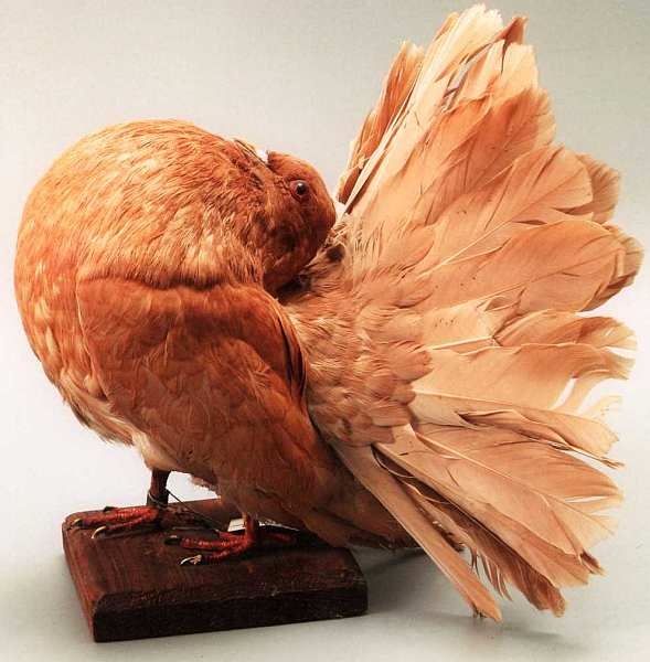 Иллюстрация к книге — Государственный Дарвиновский музей Москва [i_029.jpg]