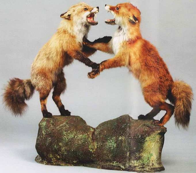 Иллюстрация к книге — Государственный Дарвиновский музей Москва [i_033.jpg]