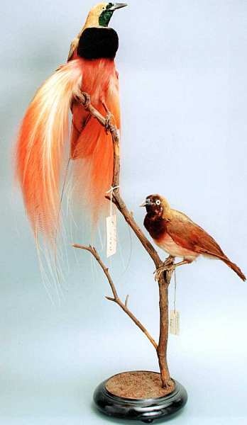 Иллюстрация к книге — Государственный Дарвиновский музей Москва [i_037.jpg]