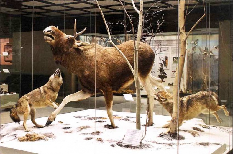 Иллюстрация к книге — Государственный Дарвиновский музей Москва [i_043.jpg]