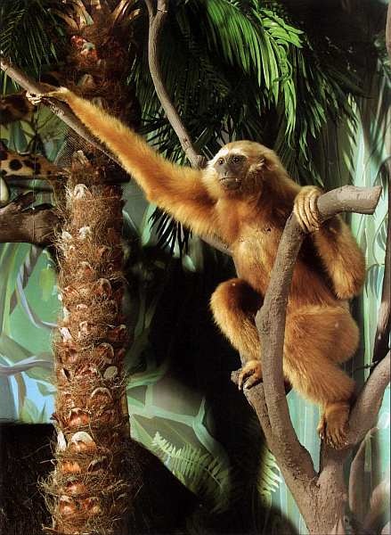 Иллюстрация к книге — Государственный Дарвиновский музей Москва [i_047.jpg]