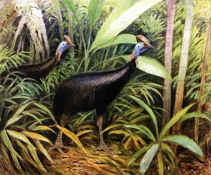 Иллюстрация к книге — Государственный Дарвиновский музей Москва [i_051.jpg]