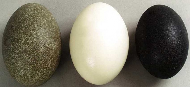 Иллюстрация к книге — Государственный Дарвиновский музей Москва [i_052.jpg]