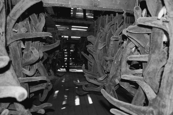 Иллюстрация к книге — Алтай. Жемчужина и сердце Евразии [i_016.jpg]