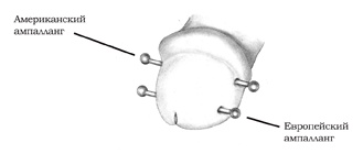 Иллюстрация к книге — Энциклопедия Пирсинга. Настольная книга мастера и клиента [ampallang.jpg]