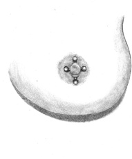 Иллюстрация к книге — Энциклопедия Пирсинга. Настольная книга мастера и клиента [ironcross.jpg]