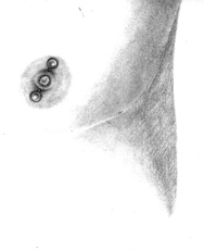 Иллюстрация к книге — Энциклопедия Пирсинга. Настольная книга мастера и клиента [mannipple.jpg]