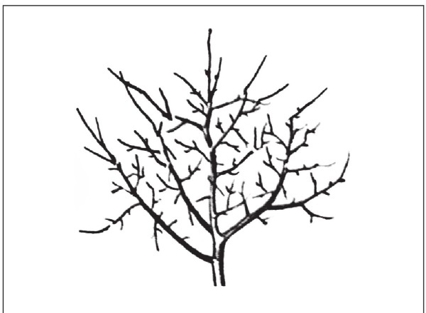 Иллюстрация к книге — Формирование и обрезка садовых деревьев [i_007.jpg]