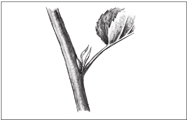 Иллюстрация к книге — Формирование и обрезка садовых деревьев [i_010.jpg]