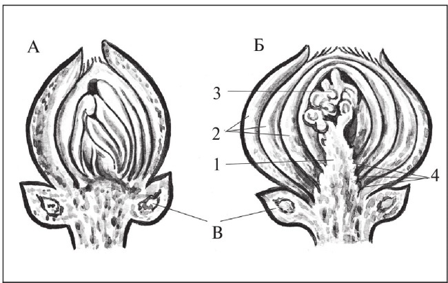 Иллюстрация к книге — Формирование и обрезка садовых деревьев [i_011.jpg]