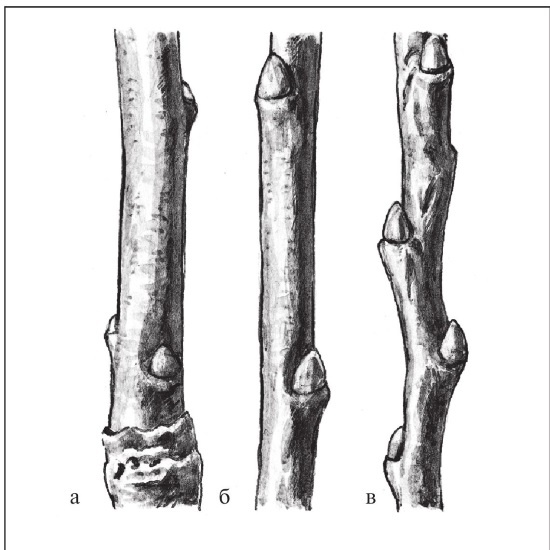 Иллюстрация к книге — Формирование и обрезка садовых деревьев [i_012.jpg]