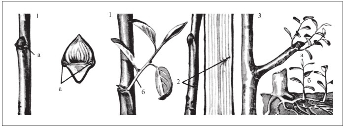 Иллюстрация к книге — Формирование и обрезка садовых деревьев [i_013.jpg]