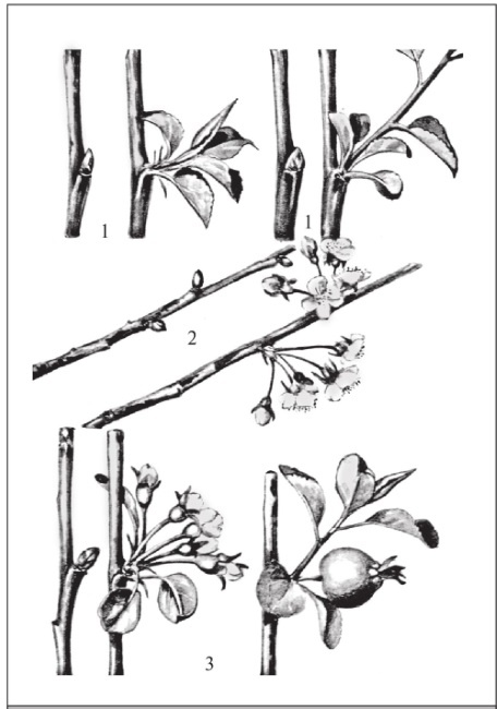Иллюстрация к книге — Формирование и обрезка садовых деревьев [i_015.jpg]