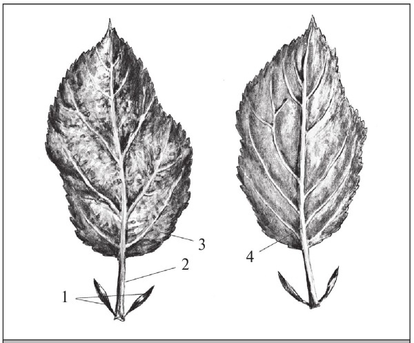 Иллюстрация к книге — Формирование и обрезка садовых деревьев [i_019.jpg]
