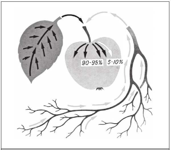 Иллюстрация к книге — Формирование и обрезка садовых деревьев [i_023.jpg]