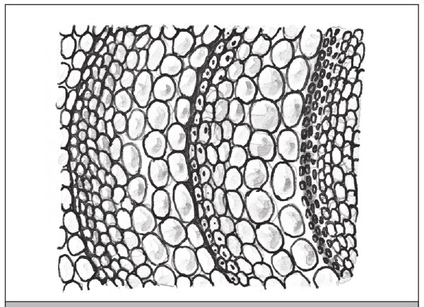 Иллюстрация к книге — Формирование и обрезка садовых деревьев [i_028.jpg]