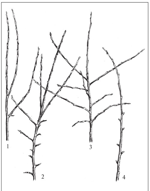 Иллюстрация к книге — Формирование и обрезка садовых деревьев [i_030.jpg]