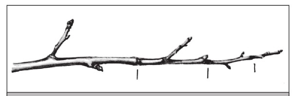 Иллюстрация к книге — Формирование и обрезка садовых деревьев [i_034.jpg]