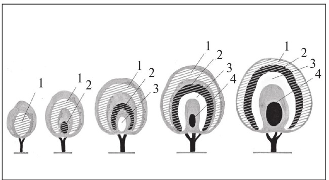 Иллюстрация к книге — Формирование и обрезка садовых деревьев [i_035.jpg]