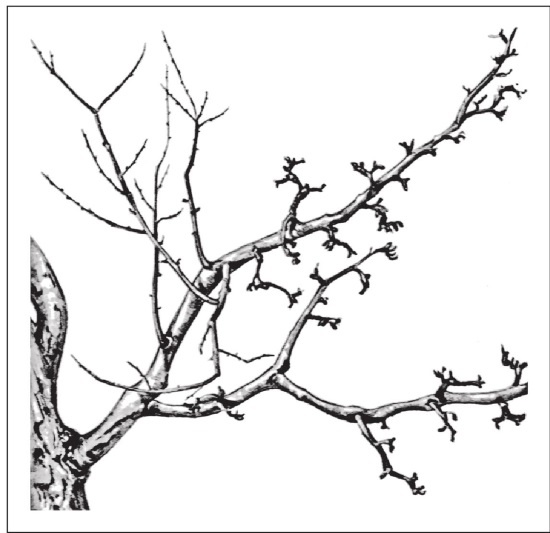 Иллюстрация к книге — Формирование и обрезка садовых деревьев [i_036.jpg]