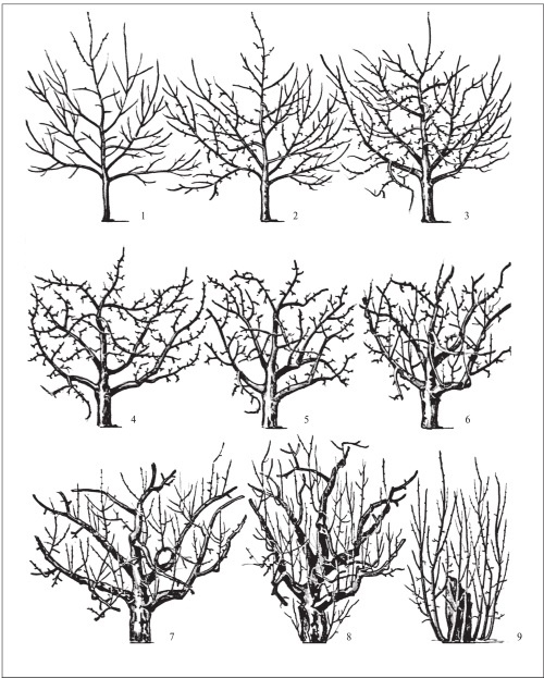 Иллюстрация к книге — Формирование и обрезка садовых деревьев [i_037.jpg]